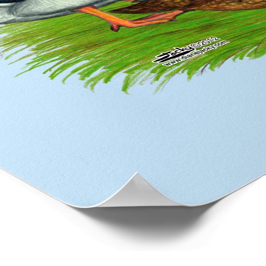 Poster Mallard Drake et Duck (Coin)