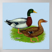 Poster Mallard Drake et Duck (Devant)