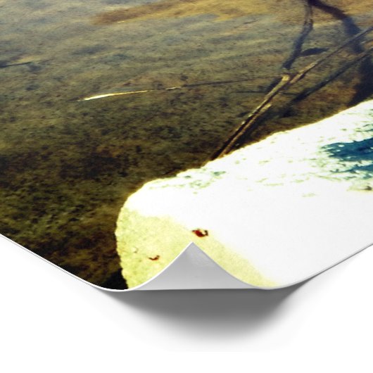 Poster Mallard Duck (Coin)