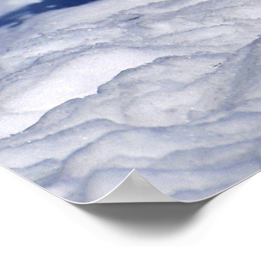 Poster Mallard Duck (Coin)