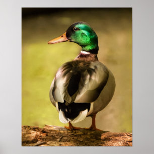 Poster Mallard Duck