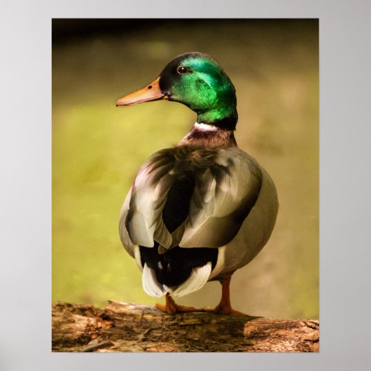 Poster Mallard Duck (Devant)