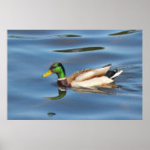 Poster Mallard Duck (Devant)