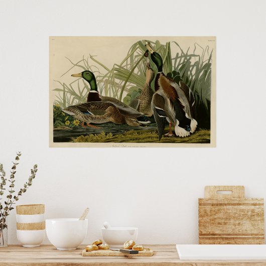 Poster Mallard Duck (Cuisine)