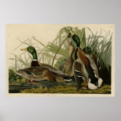Poster Mallard Duck (Devant)