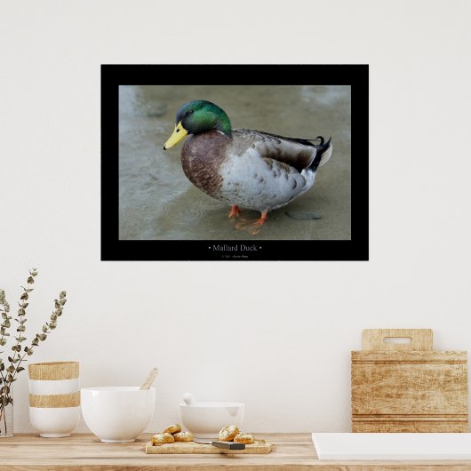 Poster Mallard Duck (Cuisine)