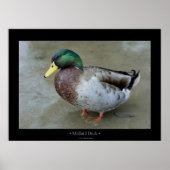 Poster Mallard Duck (Devant)
