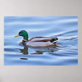 Poster Mallard Duck (Devant)