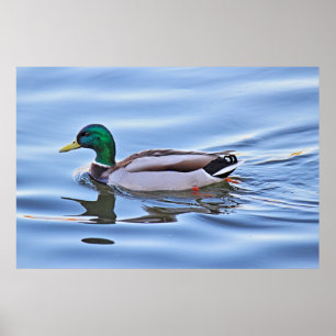 Poster Mallard Duck