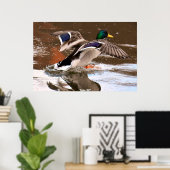 Poster Mallard Duck (Bureau à domicile)