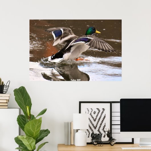 Poster Mallard Duck (Bureau à domicile)
