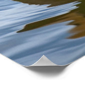 Poster Mallard Duck (Coin)