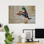 Poster Mallard Duck (Bureau à domicile)