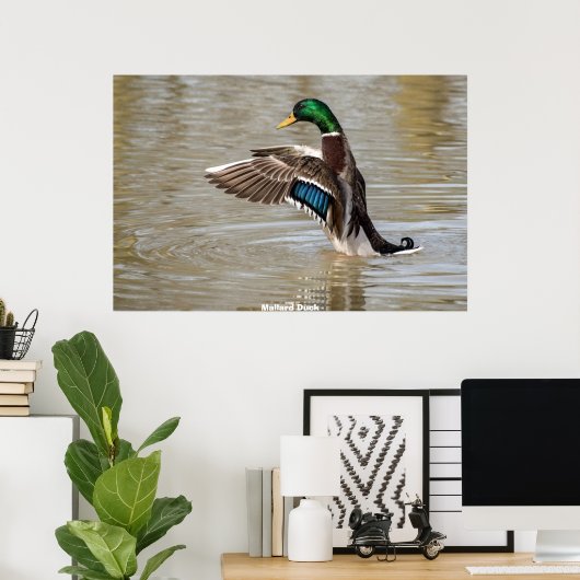 Poster Mallard Duck (Bureau à domicile)