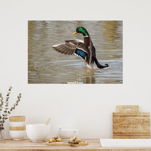 Poster Mallard Duck (Cuisine)
