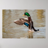 Poster Mallard Duck (Devant)