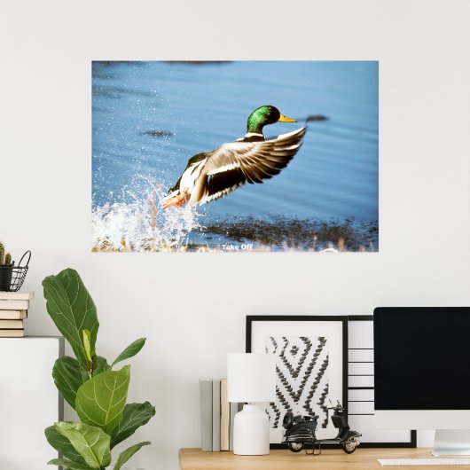 Poster Mallard Duck (Bureau à domicile)