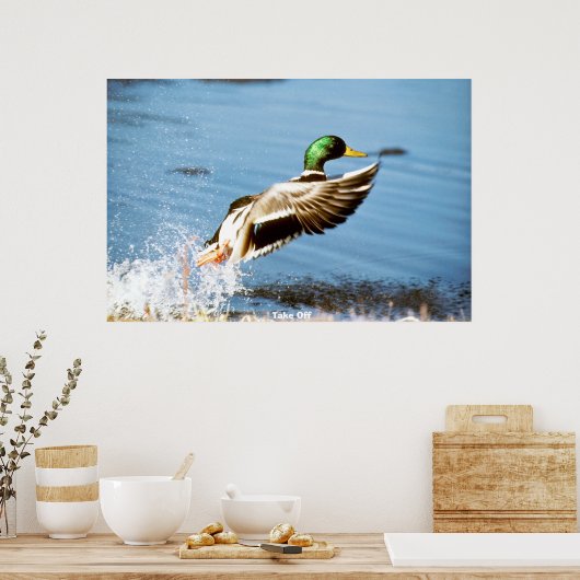 Poster Mallard Duck (Cuisine)