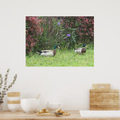 Poster Mallard Duck (Cuisine)