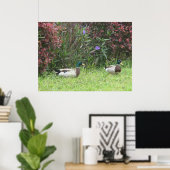 Poster Mallard Duck (Bureau à domicile)
