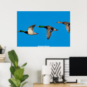 Poster Mallard Duck (Bureau à domicile)