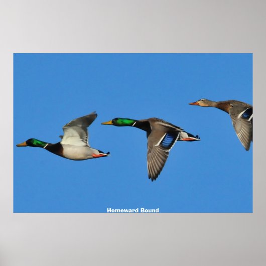 Poster Mallard Duck (Devant)