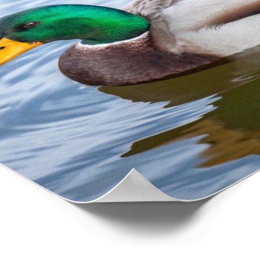 Poster Mallard Duck (Coin)