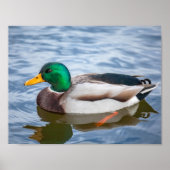 Poster Mallard Duck (Devant)