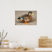 Poster Mallard Duck. Lac Roath Park, Cardiff, Pays de Gal (Cuisine)