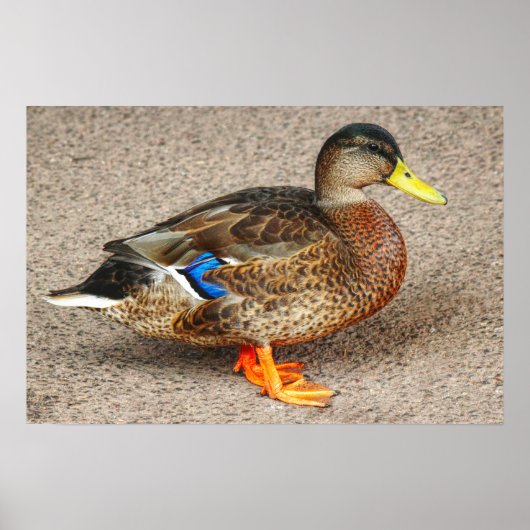 Poster Mallard Duck. Lac Roath Park, Cardiff, Pays de Gal (Devant)