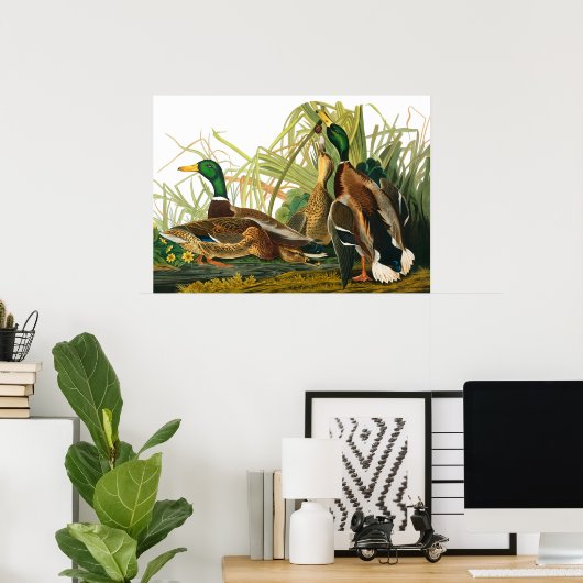 Poster Mallard Duck par John James Audubon (Bureau à domicile)