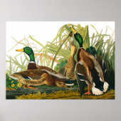 Poster Mallard Duck par John James Audubon (Devant)