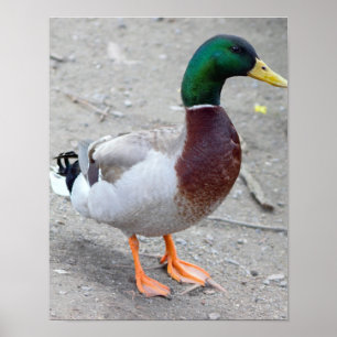 Poster Mallard Duck Photo