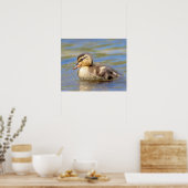 Poster Mallard Duckling (Cuisine)