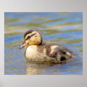 Poster Mallard Duckling