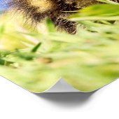 Poster Mallard Duckling (Coin)