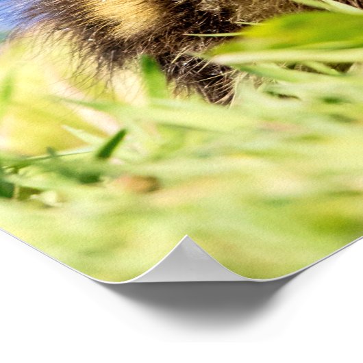 Poster Mallard Duckling (Coin)