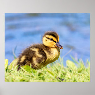 Poster Mallard Duckling