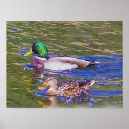 Poster Mallard Ducks (Devant)