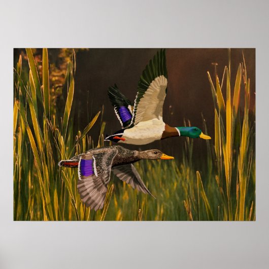 Poster Mallard Ducks (Devant)