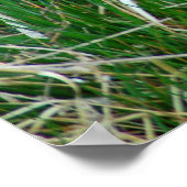 Poster Mallard en incubation d'oeufs (Coin)