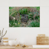 Poster Mallard en incubation d'oeufs (Cuisine)