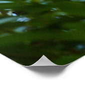 Poster Mallard et canettes-Natation par Shirley Taylor (Coin)