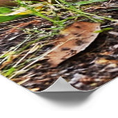 Poster Mallard et Ducklings par Shirley Taylor (Coin)