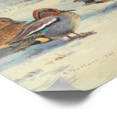 Poster Mallard et turquoise dans la neige, Oiseaux (Coin)