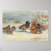 Poster Mallard et turquoise dans la neige, Oiseaux (Devant)