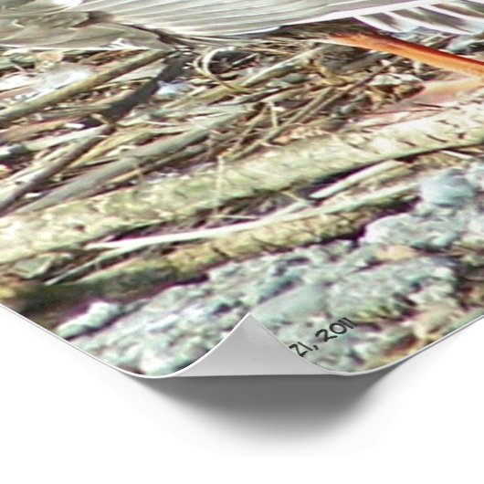 Poster Mallard-hen Monroe (Coin)