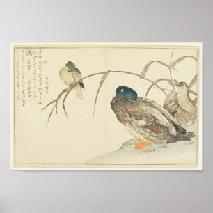 Poster Mallards et un martin-pêcheur (Utamaro)