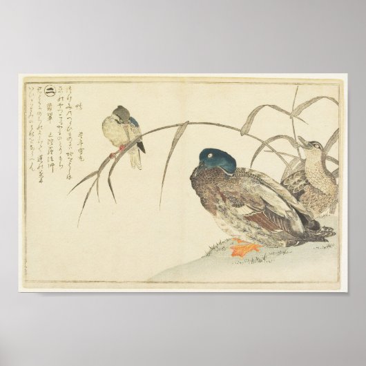 Poster Mallards et un martin-pêcheur (Utamaro) (Devant)