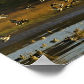 Poster Mallards montant de l'eau (Coin)